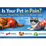 Is Your Pet in Pain? How Laser Therapy Helps Dogs & Cats Recover Faster Is Your Pet in Pain? How Laser Therapy Helps Dogs & Cats Recover Faster