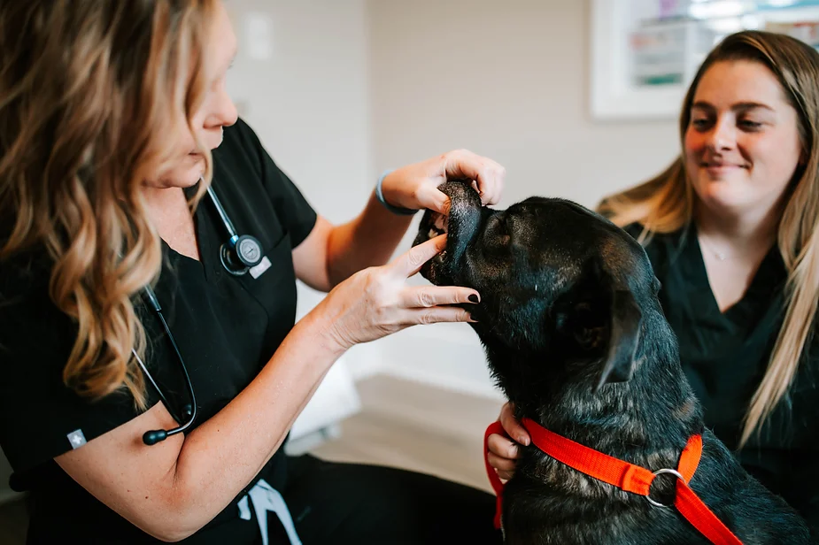 Same-Day Vet Appointments: When You Need Immediate Care for Your Pet - All Creatures Veterinary Center How to Get a Same-Day Vet Appointment