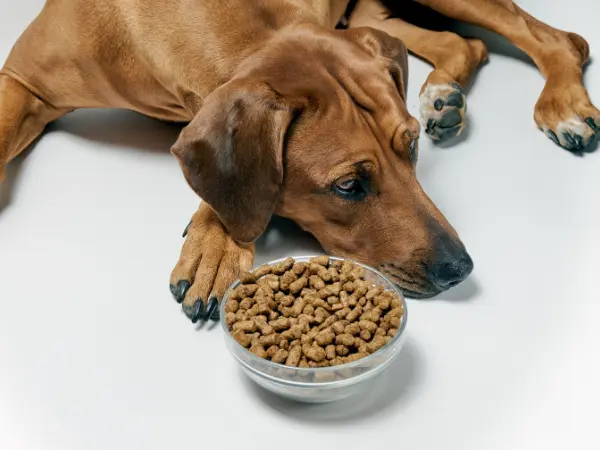 Why Is My Dog Not Eating? 10 Serious Reasons + When to Call a Vet - All Creatures Veterinary Center Leading reasons why your dog is not eating