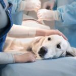 Same-Day Vet Appointments: When You Need Immediate Care for Your Pet Same-Day Vet Appointments: When You Need Immediate Care for Your Pet