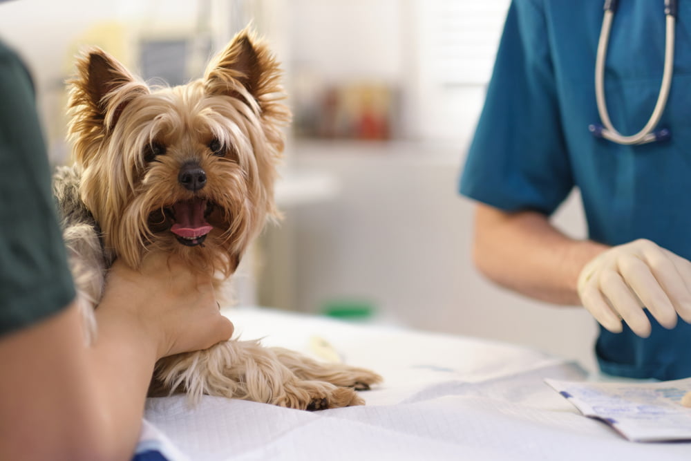 Same-Day Vet Appointments: When You Need Immediate Care for Your Pet - All Creatures Veterinary Center Understanding Same-Day Vet Appointments