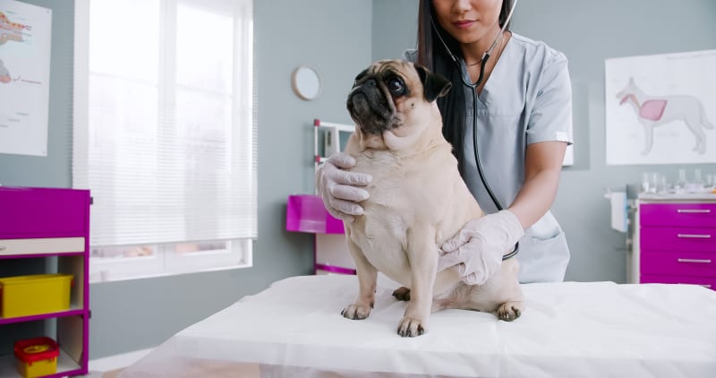Preventive Vet Care Packages: Are Wellness Plans Worth the Cost? - All Creatures Veterinary Center Understanding the benefits of veterinary wellness plans