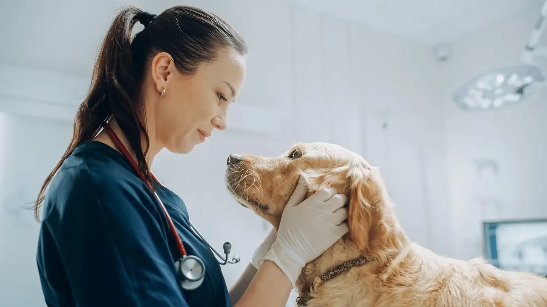 Preventive Vet Care Packages: Are Wellness Plans Worth the Cost? - All Creatures Veterinary Center Understanding the preventive vet care packages