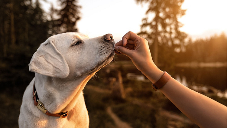 Preventive Vet Care Packages: Are Wellness Plans Worth the Cost? - All Creatures Veterinary Center Wellness plans and cost