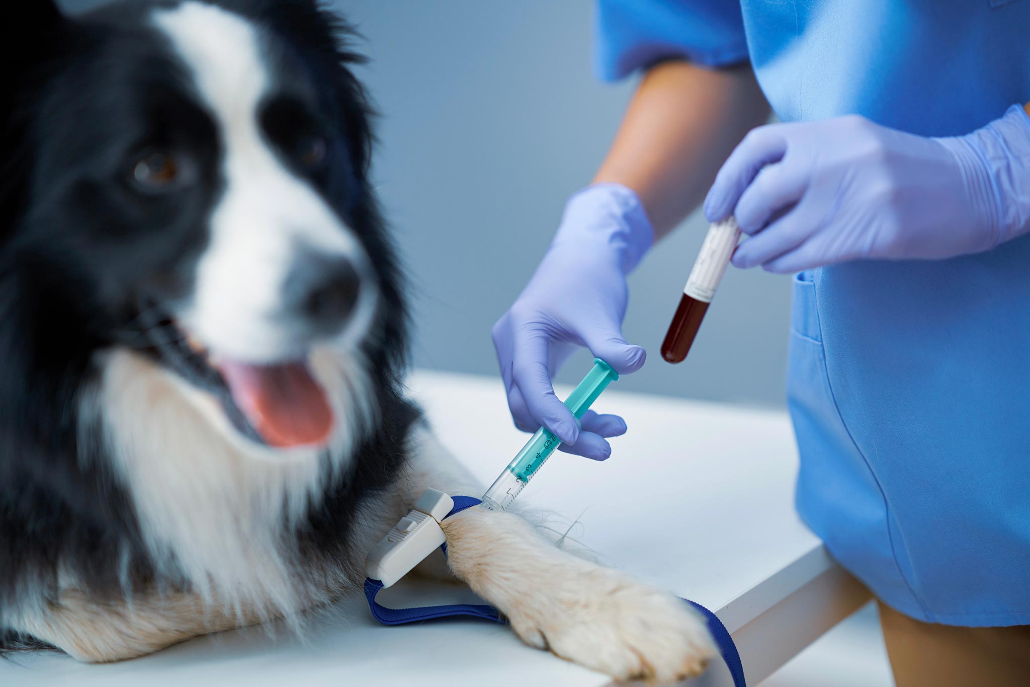 How Regular Blood Tests Can Detect Hidden Diseases Early - All Creatures Veterinary Center Blood Testing for Pets