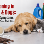 Poisoning in Cats & Dogs: Early Symptoms That Can Save Their Life Poisoning in Cats & Dogs: Early Symptoms That Can Save Their Life