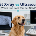 Pet X-ray vs Ultrasound: Which One Does Your Pet Need? Pet X-ray vs Ultrasound: Which One Does Your Pet Need?