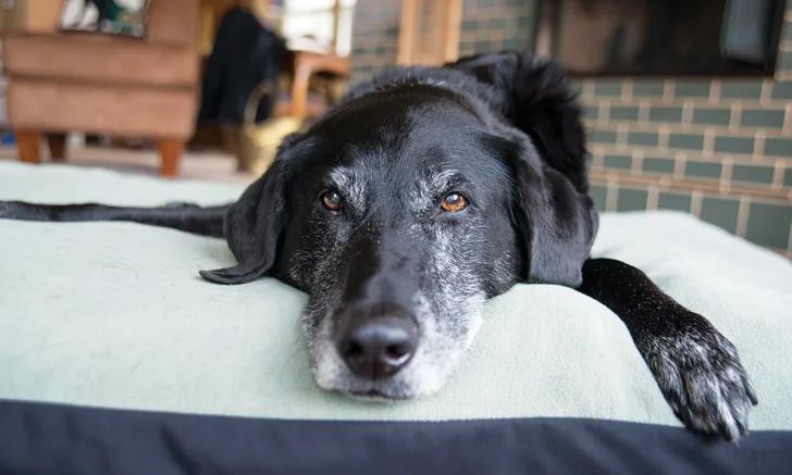 Top 5 Hidden Pet Diseases You Can Prevent Today - All Creatures Veterinary Center Chronic Kidney Disease in Pets