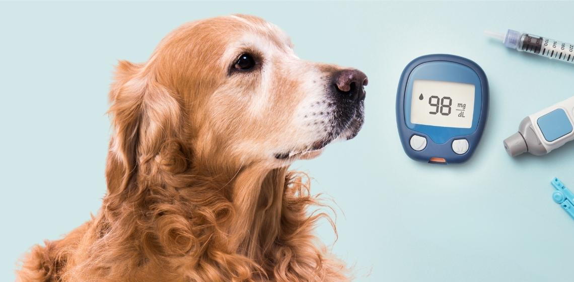 Top 5 Hidden Pet Diseases You Can Prevent Today - All Creatures Veterinary Center Diabetes in pets