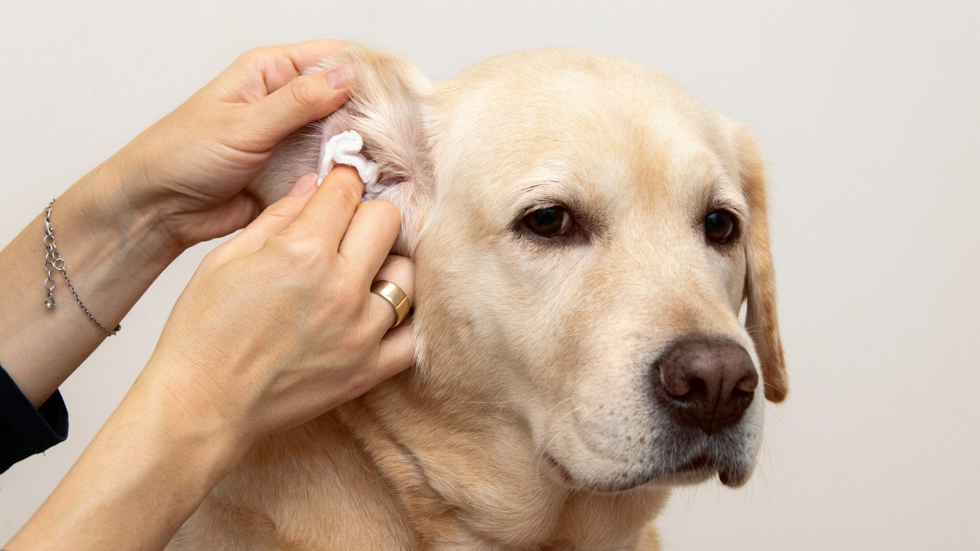 Top 5 Hidden Pet Diseases You Can Prevent Today - All Creatures Veterinary Center Ear Infections