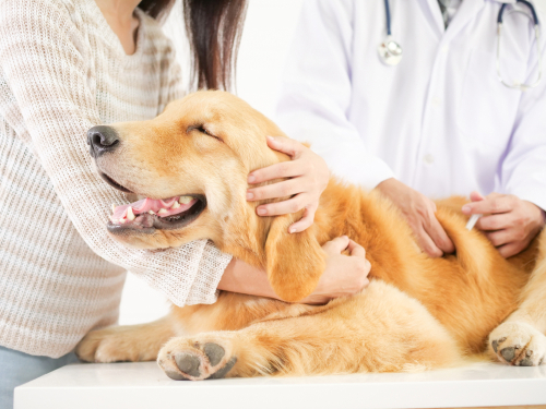How Regular Blood Tests Can Detect Hidden Diseases Early - All Creatures Veterinary Center Early Detection of Illnesses through Blood Tests