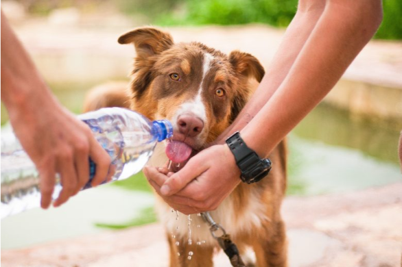 Heatstroke in Pets: Signs, First Aid & When to Rush to a V - All Creatures Veterinary Center First Aid for Pets with Heat Stroke