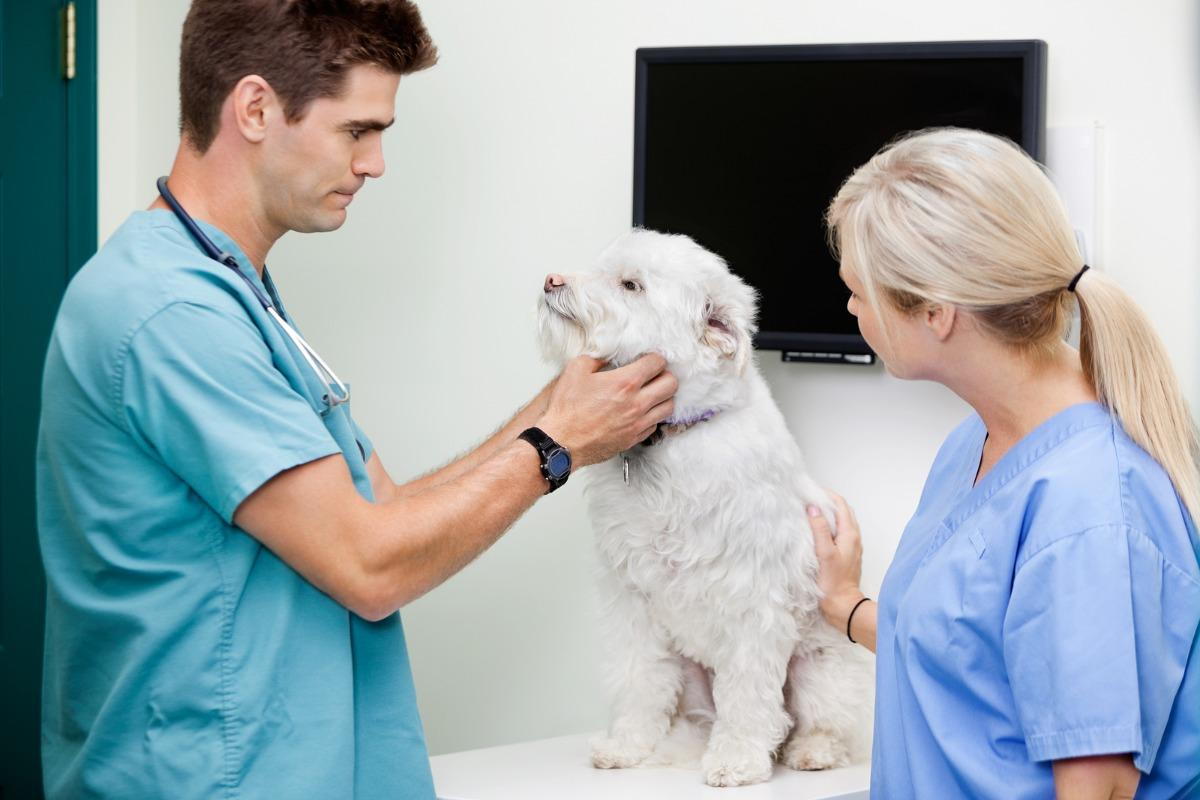 Preventive Care vs Emergency Care: What Saves More Money & Lives? - All Creatures Veterinary Center Health Benefits of Preventive Care: Saving Lives Before They Occur