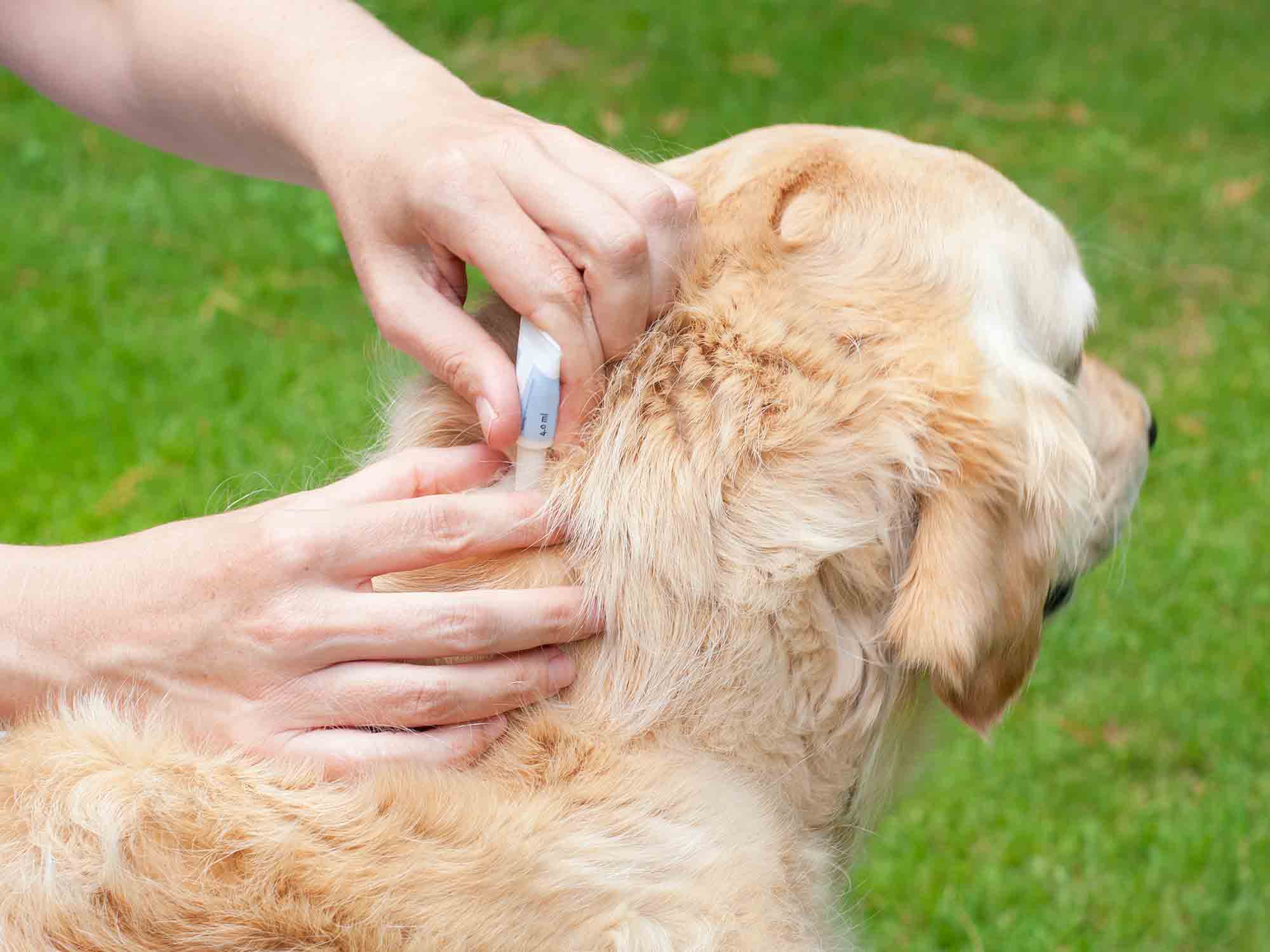 Top 5 Hidden Pet Diseases You Can Prevent Today - All Creatures Veterinary Center Heartworm Diseases