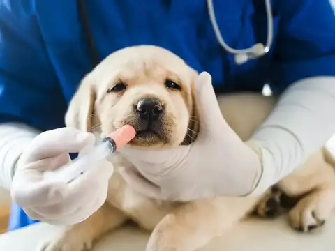 Preventive Care vs Emergency Care: What Saves More Money & Lives? - All Creatures Veterinary Center How Does Preventive Care Work In Pets?