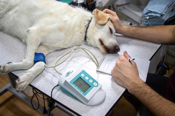 Low-Cost Vet Clinics vs Full-Service Veterinary Care: What You Get - All Creatures Veterinary Center Low-Cost Vet Clinics Explained