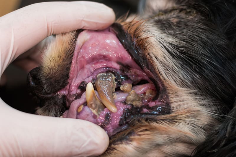 Top 5 Hidden Pet Diseases You Can Prevent Today - All Creatures Veterinary Center Oral Disease Periodontal Disease