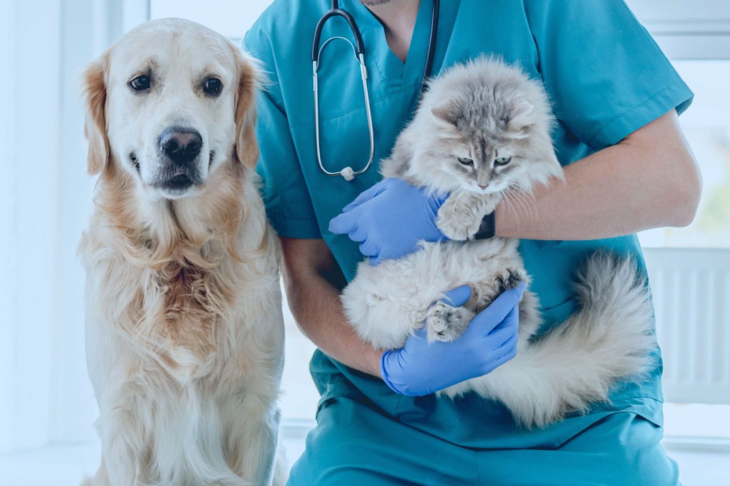 Preventive Care vs Emergency Care: What Saves More Money & Lives? - All Creatures Veterinary Center The Cost Comparison: Prevention vs Emergency
