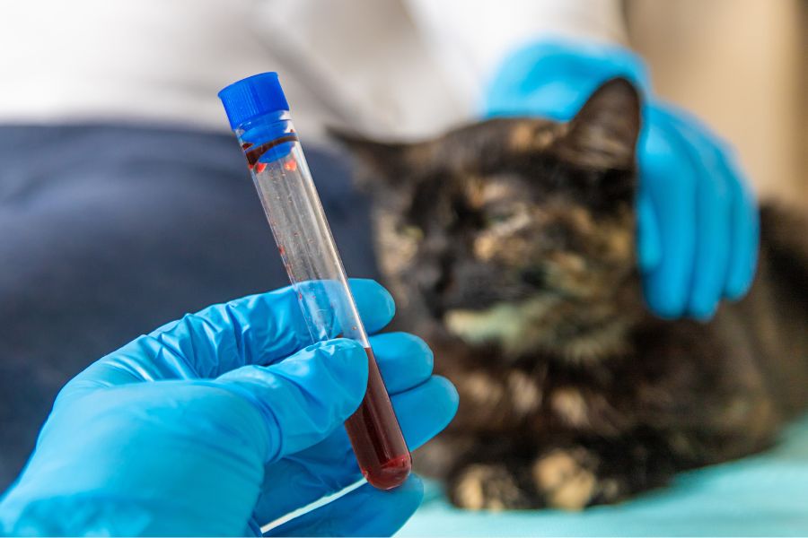 Top 5 Hidden Pet Diseases You Can Prevent Today - All Creatures Veterinary Center Top 5 Hidden Pet Diseases You Can Prevent in Pets