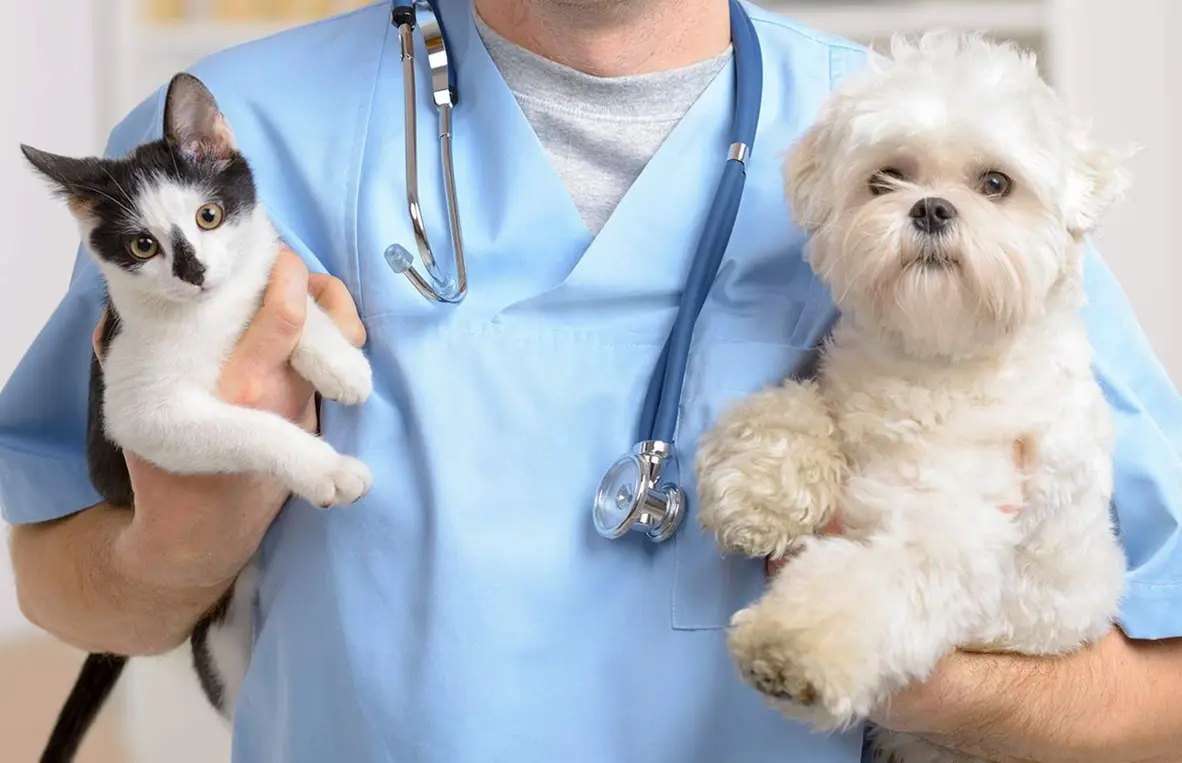 Low-Cost Vet Clinics vs Full-Service Veterinary Care: What You Get - All Creatures Veterinary Center What is Full-Service Veterinary Care?