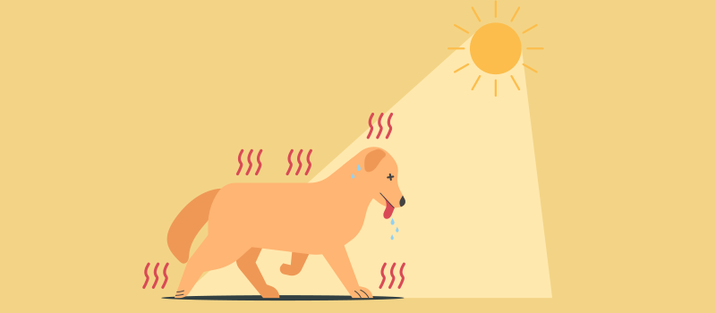 Heatstroke in Pets: Signs, First Aid & When to Rush to a V - All Creatures Veterinary Center What is Heat Stroke in Animals?