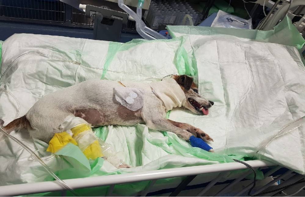 Preventive Care vs Emergency Care: What Saves More Money & Lives? - All Creatures Veterinary Center What is an emergency service for pets?