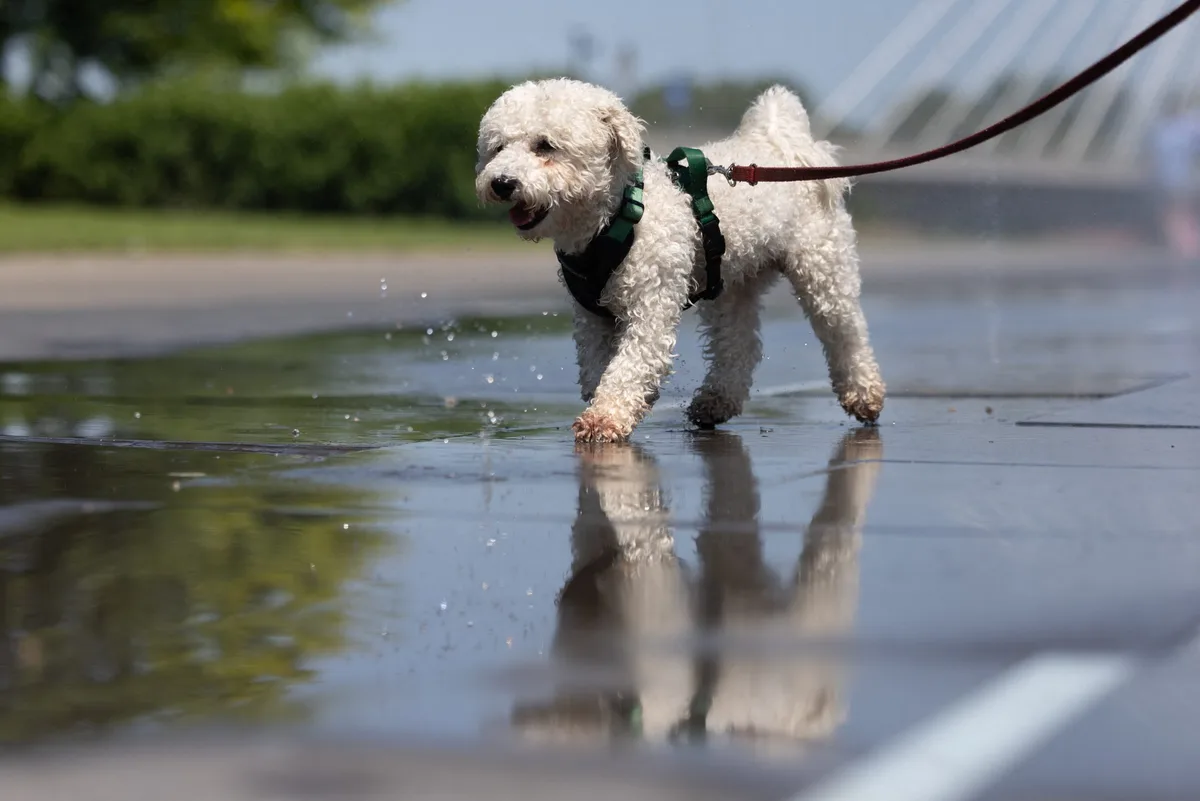 Heatstroke in Pets: Signs, First Aid & When to Rush to a V - All Creatures Veterinary Center When to Take Your Pet to the Vet for Heatstroke