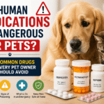 Can Human Medications Be Dangerous for Pets? Common Drugs Every Pet Owner Should Avoid Can Human Medications Be Dangerous for Pets? Common Drugs Every Pet Owner Should Avoid