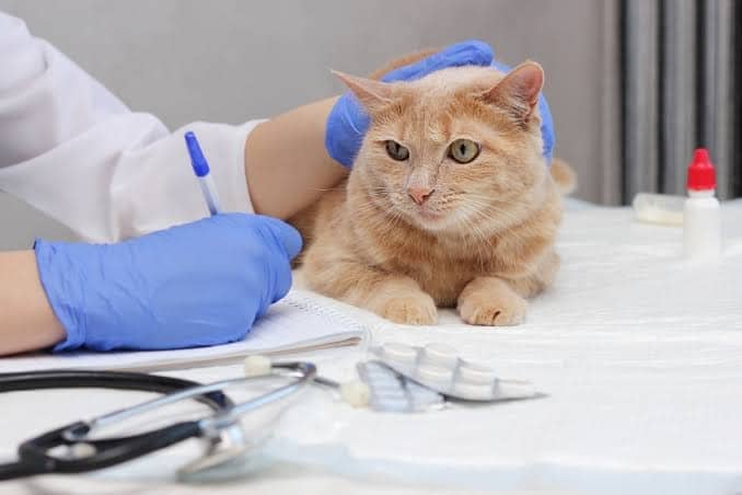 Can Human Medications Be Dangerous for Pets? Common Drugs Every Pet Owner Should Avoid - All Creatures Veterinary Center How to Prevent Your Pet From Having an Accidental Poisoning Experience