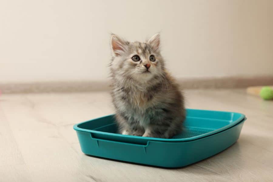 New Kitten Owner Checklist: Health, Nutrition, and Veterinary Care - All Creatures Veterinary Center New Kitten Owner Checklist for Better Health, Nutrition, and Veterinary Care