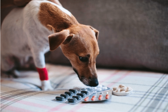 Can Human Medications Be Dangerous for Pets? Common Drugs Every Pet Owner Should Avoid - All Creatures Veterinary Center Signs that Your Animal has ingested Human Medication