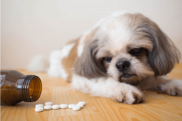Can Human Medications Be Dangerous for Pets? Common Drugs Every Pet Owner Should Avoid - All Creatures Veterinary Center Some Common Human Medications that Can be Poisonous to Pets