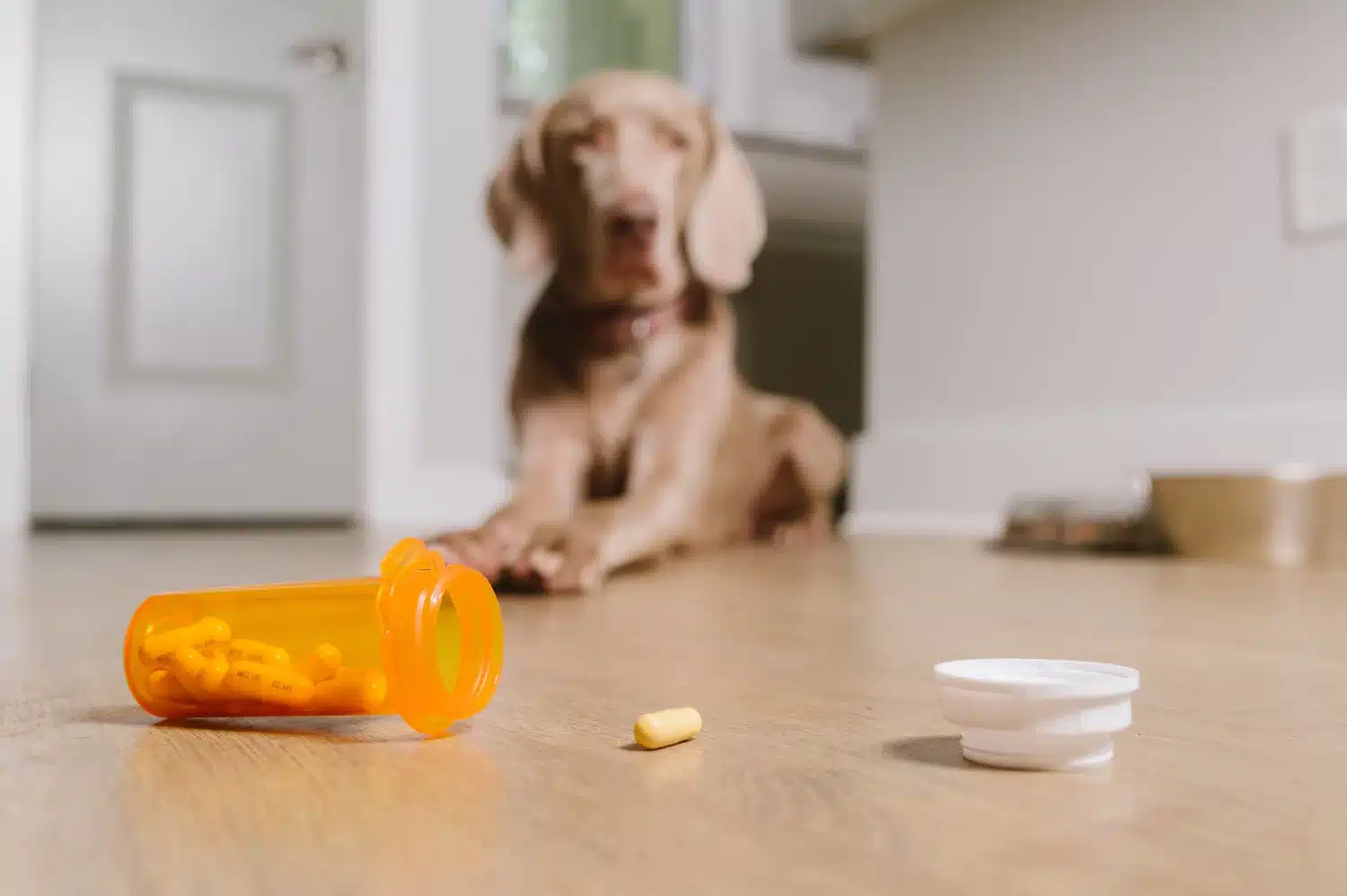 Can Human Medications Be Dangerous for Pets? Common Drugs Every Pet Owner Should Avoid - All Creatures Veterinary Center Why are Human Medications so Dangerous to Pets?